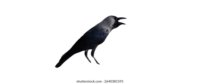 Индийский Дом Ворона (Corvus Splendens) Изолированные на белом фоне с копировать текстовое пространство. Элемент городской птицы для плакатов дикой природы, иллюстраций природы и образовательных проектов. PNG-файл.