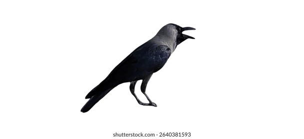 Индийский Дом Ворона (Corvus Splendens) Изолированные на белом фоне с копировать текстовое пространство. Элемент городской птицы для плакатов дикой природы, иллюстраций природы и образовательных проектов. PNG-файл.