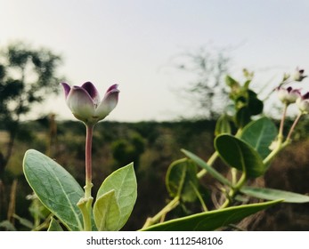 Indian Hoya Australis Around Dwarka Roads New Delhi