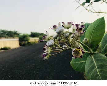 Indian Hoya Australis On Dwarka Sidewalks