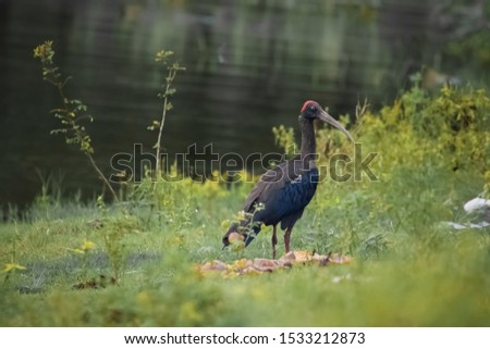 Similar – Image, Stock Photo Mother and Baby Muscovy ducklings Cairina moschata