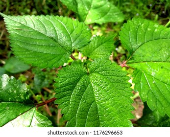 Indian Itchy Stinging Wood Nettle Leaves Plant Macro Close Up At A Garden 