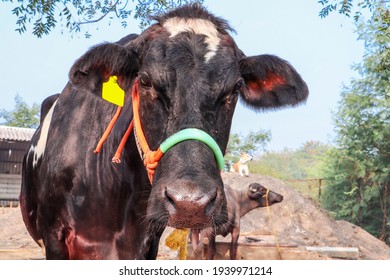 Indian Jersey Cow Face With Rope And Ear Tag Closeup