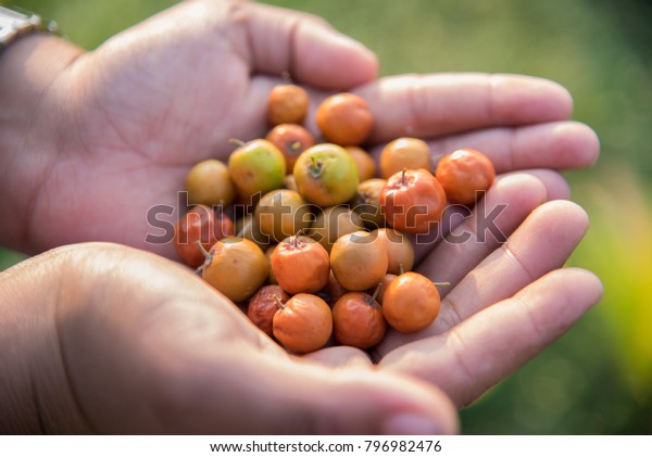 Indian Jujube Ber Berry Ziziphus Mauritiana Stock Photo 796982476