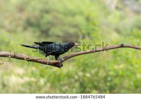 An Indian Koel perched on a tree in the arid jungles on the outskirts of Bangalore in November 2020