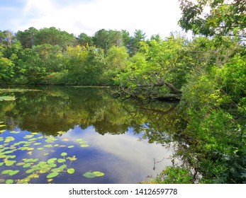 Indian Lands Conservation Area, Pond With Lilies And Rellections In South Dennis, Cape Cod Massachusetts,USA,near The Bass River And The Cape Cod Rail Trail.