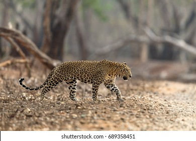 Indian Leopard