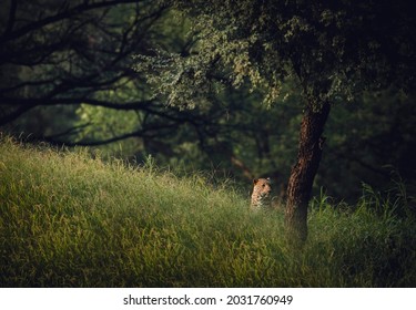 Indian Leopard In Monsoon Habitat