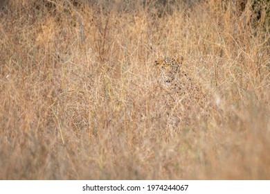 Indian leopard or panther camouflage in grass at ranthambore national park india