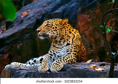 Indian Leopard, Panthera pardus fusca, Ranthambhore Tiger Reserve, Rajasthan - Shutterstock ID 1023833254