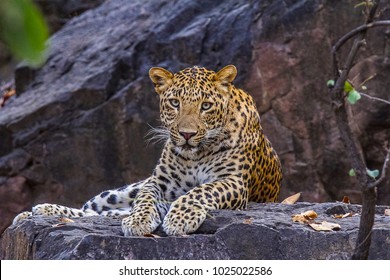 Indischer Leopard, Panthera pardus fusca. Ranthambhore Tiger Reserve