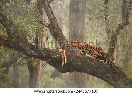 Indian leopard, Panthera pardus fusca, on a slanted tree branch approaches its prey hung in the tree, with a dense Kabini forest backdrop, India.