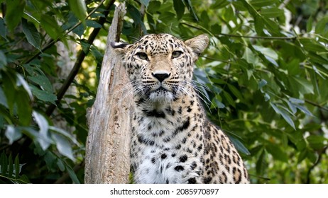 Indian Leopard Resting On A Tree