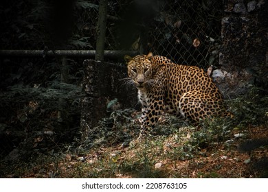 Indian Leopard Sitting In The Park,Mangalore,India