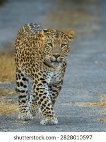 An Indian leopard walking towards the camera with an alert gaze on a dirt safari trail