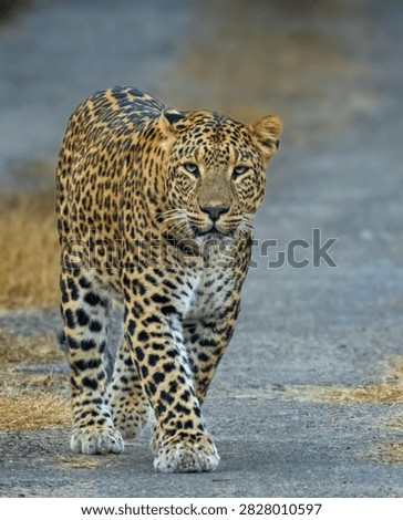 An Indian leopard walking towards the camera with an alert gaze on a dirt safari trail