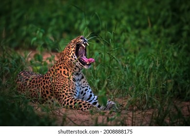 The Indian Leopard Yawning In Wild