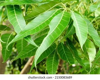 Indian Lilac Leaves. Azadirachta Indica, Commonly Known As Neem, Nimtree Or Indian Lilac,is A Tree In The Mahogany Family Meliaceae.