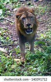 Indian Lion, Sanjay Gandhi National Park In Mumbai