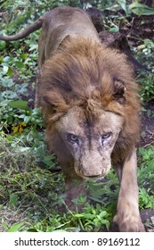 Indian Lion, Sanjay Gandhi National Park In Mumbai