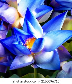 Indian lotus, sacred lotus, or simply lotus (Nelumbo nucifera) purple blue waterlily lotus flower blooming in the pond.