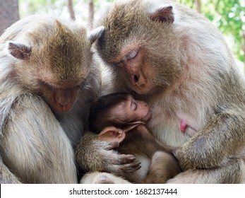 Indian Macaque (Macaca leonina). Family of Indian macaques sitting on tree trunk in area of Angor Wat temple. Cambodian