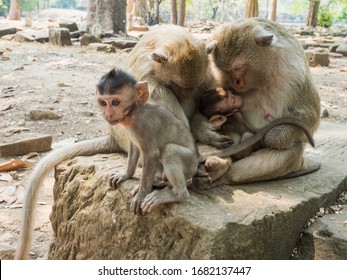 Indian Macaque (Macaca leonina). Family of Indian macaques sitting on tree trunk in area of Angor Wat temple. Cambodian