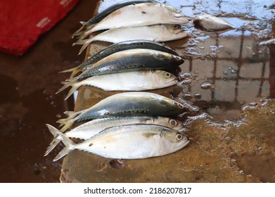 The Indian Mackerel Is A Species Of Mackerel In The Scombrid Family Of Order Perciformes.