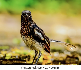 Indian Magpie Robin Straight Shot  Sharp Colourful 