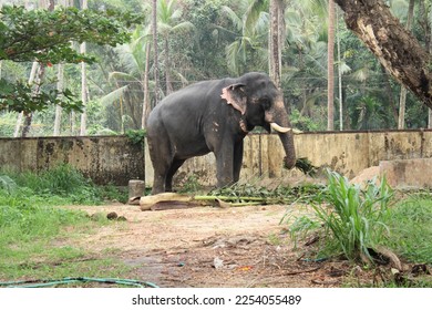Indian male elephant stock photo - Shutterstock ID 2254055489