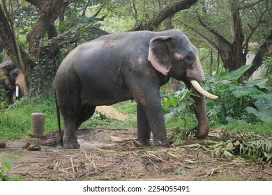 Indian male elephant stock photo - Shutterstock ID 2254055491
