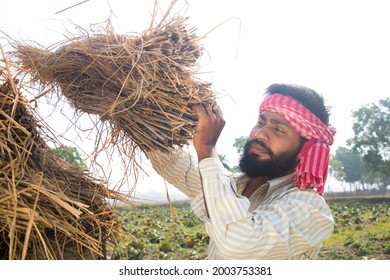 Indian Male Farm Worker Harvesting The Rice Crop