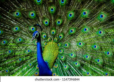 Indian Male Peacock - Powered by Shutterstock
