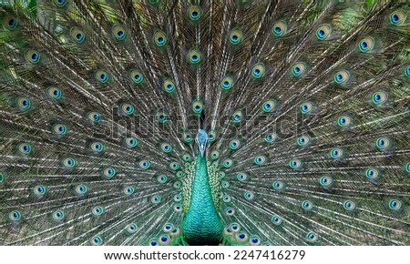 Indian male peacock. Peacock shows its colorful plumage
