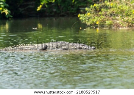 An Indian marsh crocodile basking sun on a boulder in the middle of cauvery river inside Ranganathittu Bird Sanctuary