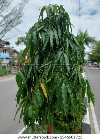 The Indian mast tree (polyalthia longifolia) is considered a sacred tree in India. The leaves are used as herbal medicine.