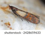 Indian meal moth or mealmoth (Plodia interpunctella) moth of storage pest in store.