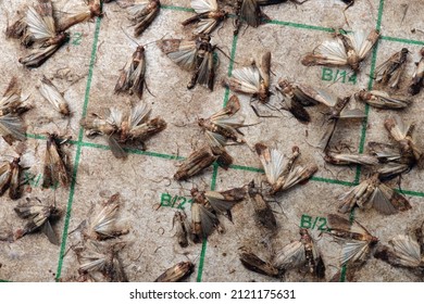 A lot of Indian meal moths (Plodia interpunctella) stuck in the adhesive glue moth trap; color illustration close-up photo of insect repellent and pest control or anti-moth advertising. 