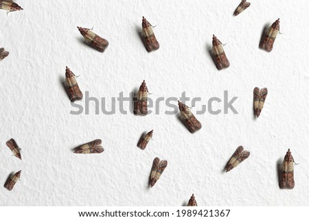 Indian meal moths (Plodia interpunctella) on the home wall; color illustration photo of insect repellent and pest control or anti-moth advertising. No.2.