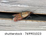 Indian mealmoth or Indianmeal moth Plodia interpunctella of a pyraloid moth in wax of the family Pyralidae is common pest of stored products and pest of food in homes