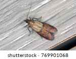 Indian mealmoth or Indianmeal moth Plodia interpunctella of a pyraloid moth of the family Pyralidae is common pest of stored products and pest of food in homes