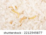 Indian mealmoth Plodia interpunctella Moth larva damaged rice grains.