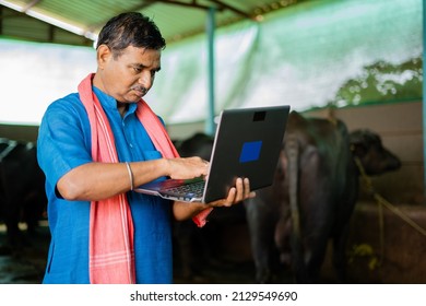 Indian milk dairy farmer busy using laptop at cattle farm house - concept of technology, internet, development and small business.