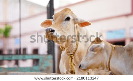 The indian milky cow selective focus