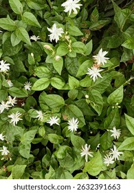 Indian Mogra white flower also called as Jasminum sambac
