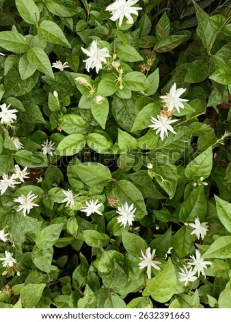 Indian Mogra white flower also called as Jasminum sambac