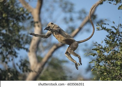 Indian Monkey jump