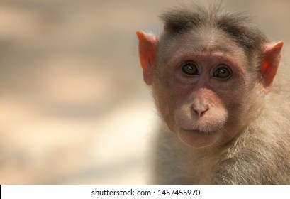 Indian Monkey looking at camera