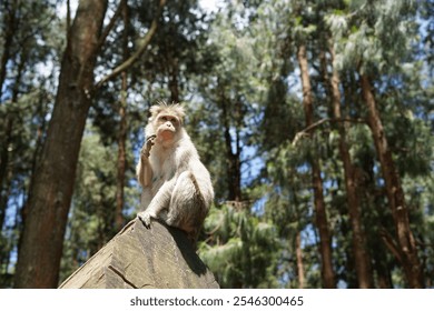 indian monkey, perched on a rock with the forest as a backdrop, has a thoughtful expression ,The lighting highlights the monkey’s fur and creates a natural ambiance.monkey at left side of the image.. - Powered by Shutterstock