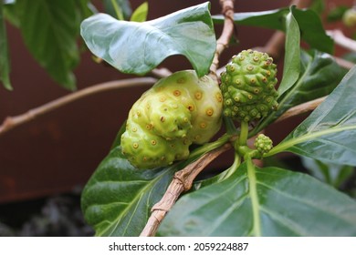 Indian Mulberry Fruit Growing On The Fruit Tree.